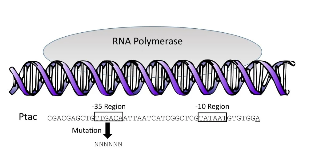 Figure 1. Initiation of bacterial transcription. The promoter shown is Ptac. The arrow indicates mutation of each of the six bases (shown as Ns) in the Ptac -35 region, producing a library of 4,096 sequence variants.