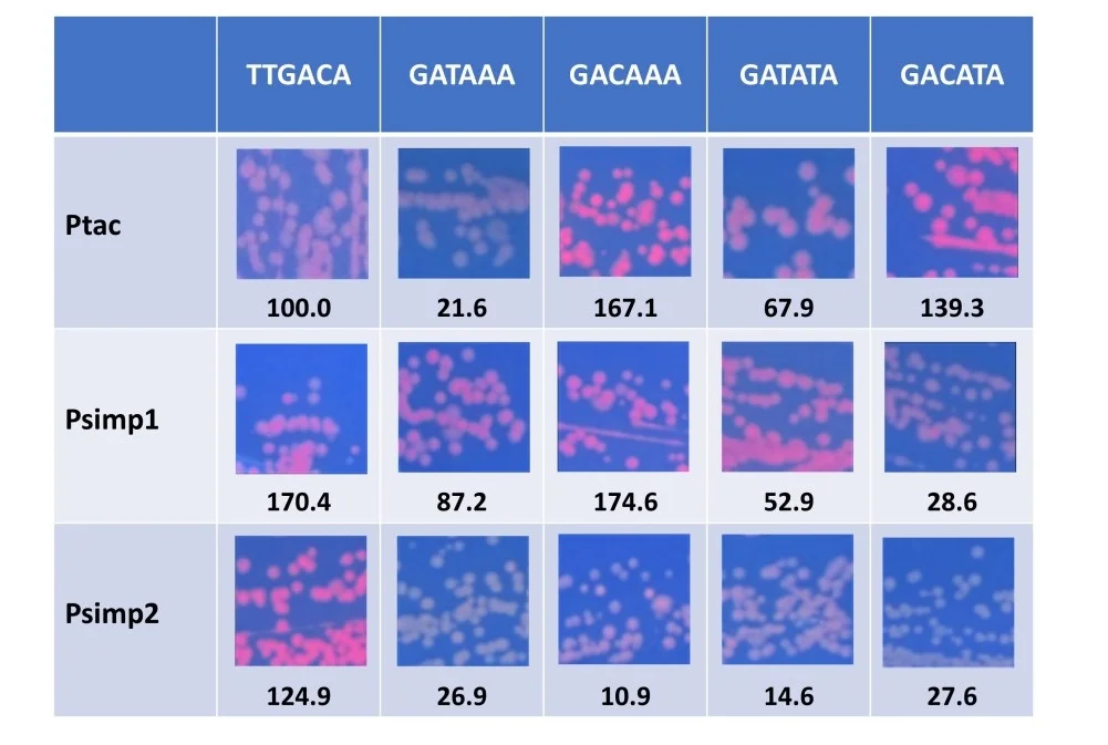 Figure 6. Promoter strengths of pClone -35 consensus variants in three sequence contexts. The pClone Red clones shown are the original Ptac -35 region sequence (TTGACA) plus four variants of the pClone -35 Consensus (G A AA) in the three contexts of Ptac, Psimp1, and Psimp2. The pictures were taken on a UV box to shown RFP expression. The numbers below each picture are the promoter strengths, expressed as the ratio of RFP expression compared to Ptac.