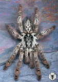 Figure 1: H. maculata, the toxin-bearing tarantula