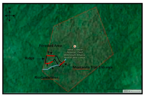 Figure 1. Three 200 m transects through the Primary forest of Montanita trail in the Jama-Coaque Ecological Reserve. One through the river (#7), one on the southern portion of the trail, (#8) and one on the northern portion of the trail (#9). All transects are illustrated in red, while theriver is illustrated in blue, and the pre-existing Montanita trail in black.