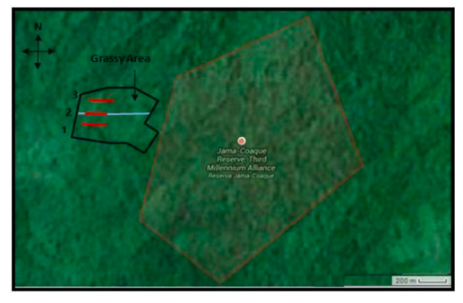Figure 2. Three parallel 200 m transects through the reforested area near the Jama-Coaque Ecological Reserve. One through the creek (#2), one north of the creek (#3), and one south of the creek (#1).All transects are approximately equidistant from each other and are illustrated in red, while the creek is illustrated in blue, and the plot border in black.