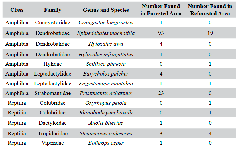 Table 1 . The species composition of reptiles and amphibians detected during Visual Encounter surveys for a forested and reforested area in and near the Jama-Coaque Ecological Reserve.