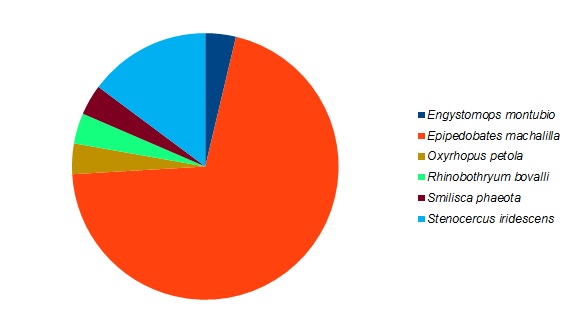Figure 4 . The species composition for the reptiles and amphibians detected in a reforested area near the Jama-Coaque Ecological Reserve in coastal Ecuador.