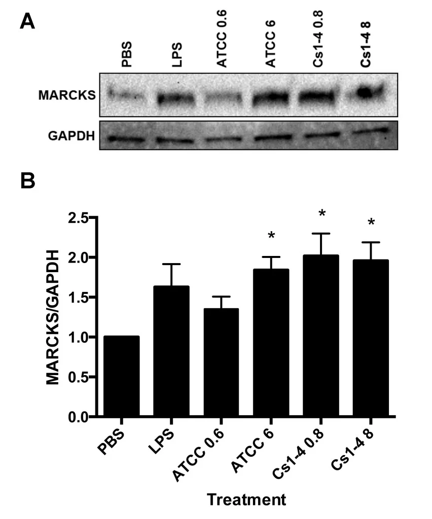 Figure 3. MARCKS protein expression was significantly increased in THP-1 monocytes stimulated with both strains of Delftia spp. A: Representative Western blot of MARCKS and GAPDH loading control. B: Protein densitometry of MARCKS normalized to GAPDH with fold-change relative to PBS treatment group. Significance ( p < .05) relative to the PBS group is denoted by an asterisk (*). Data is representative of four independent experiments.