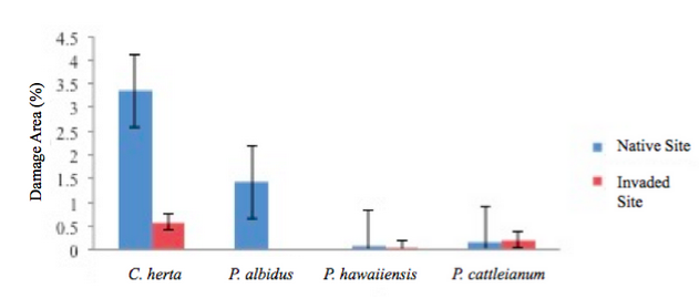 Figure 2. Herbivory by species the native and invaded sites. No significance was found in the observed species save for C. herta, an invasive understory plant (t = 2.15, p = .034).