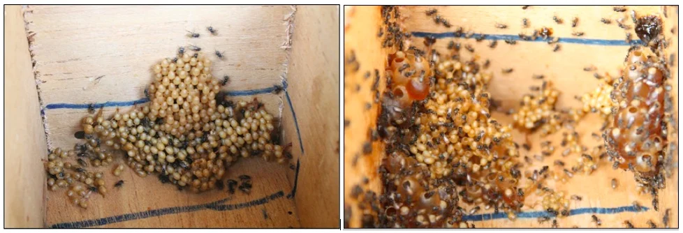 Figure 5. Comparison of new brood cell arrangements in Hives A (left) and B (right).