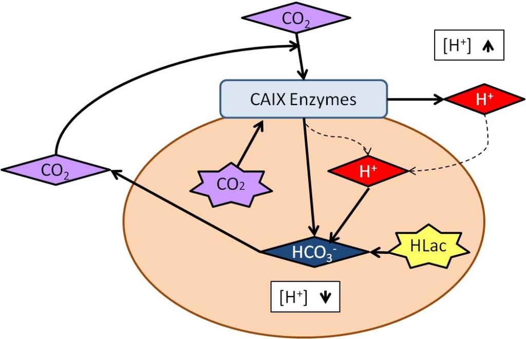 Figure 1. Reaction catalyzed by CAIX. In a tumor cell, CO is generated from aerobic respiration or is present from the general environment. CAIX can turn CO2 and water into HCO3- and H+. When the extracellular pH becomes extremely acidic from the H+, the HCO3- produced by CAIX regulates interior pH. Another source of acidic intracellular pH is Lactic Acid (HLac), which is produced from anaerobic respiration and/ or aerobic glycolysis. It can be removed by intracellular titration with HCO3-, further balancing the pH (Švastová, 2004).
