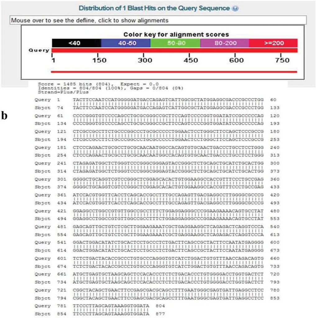 Figure 3. a) Agarose gel electrophoresis image showing successful PCR amplification of the CA9 genes in lanes 3-8. Comparison to 100 kb ladder in lane 2 confirms the DNA is the correct size of CDS at 774 bp. Lane 9 shows the cut pNIC-Bsa4 vector while lane 10 shows the uncut pNIC-Bsa4 control at 7.3 kb. The 1 kb ladder in lane 1 confirms the size of the cut vector pieces. b) Ligation independent cloning results. Basic Local Alignment Search Tool (BLAST) (Altschul, 1990) was used to compare sequencing facility results to the desired sequence of the CAIX gene in the expression vector. The BLAST image above demonstrates a 100% match between the query (desired sequence) to the subject, the sample that was cloned.