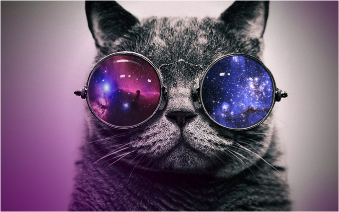 Cat.png
