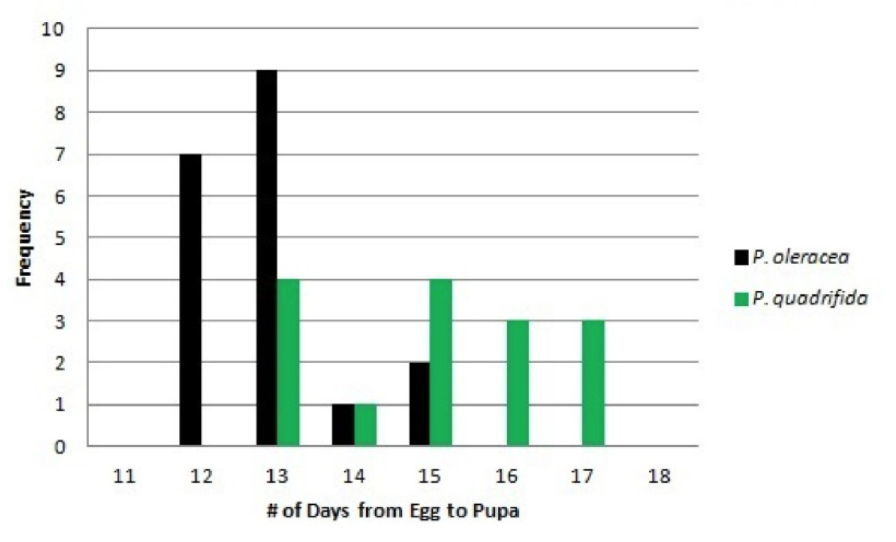 Figure 1. Number of Days from Egg to Pupa of Danaid eggfly larvae fed Portulaca oleracea versus Portulaca quadrifida. The number of days to pupate (to transform from an egg to a pupa/cocoon) for individuals reared on P. oleracea vs. P. quadrifida. Those reared on P. oleracea spent from 12 to 15 days as larvae, while those reared on P. quadrifida spent from 13 to 17 days as larvae. One can infer that those reared on P. oleracea spent fewer days as larvae while those reared on P. quadrifida spent more time as larvae.