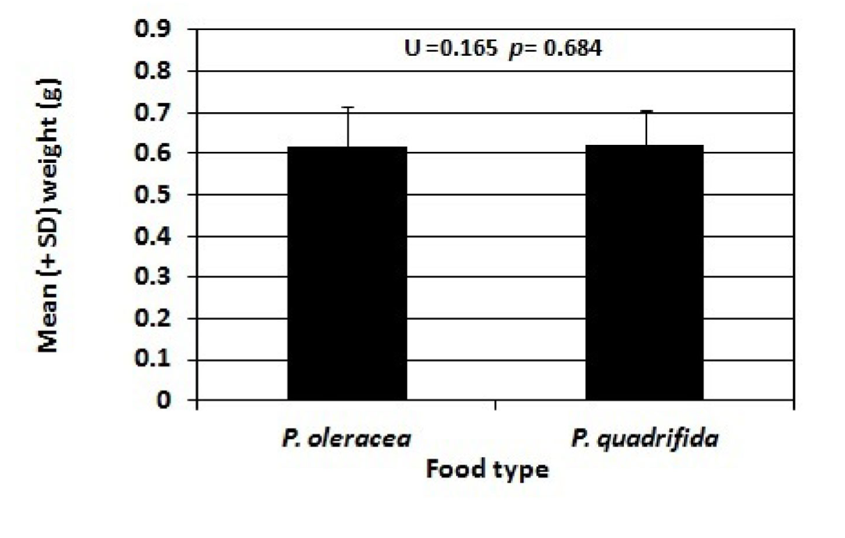 Figure 3. Mean Pupal Weight of Danaid eggfly larvae fed Portulaca oleracea versus Portulaca quadrifida (± s.d.). Individuals reared on P. oleracea had an average pupal weight of 0.62 ± 0.09 g while those reared on P. quadrifida had an average pupal weight of 0.62± 0.089g. It was determined the difference between pupal weights between the two populations was not statistically significant (p=0.684).
