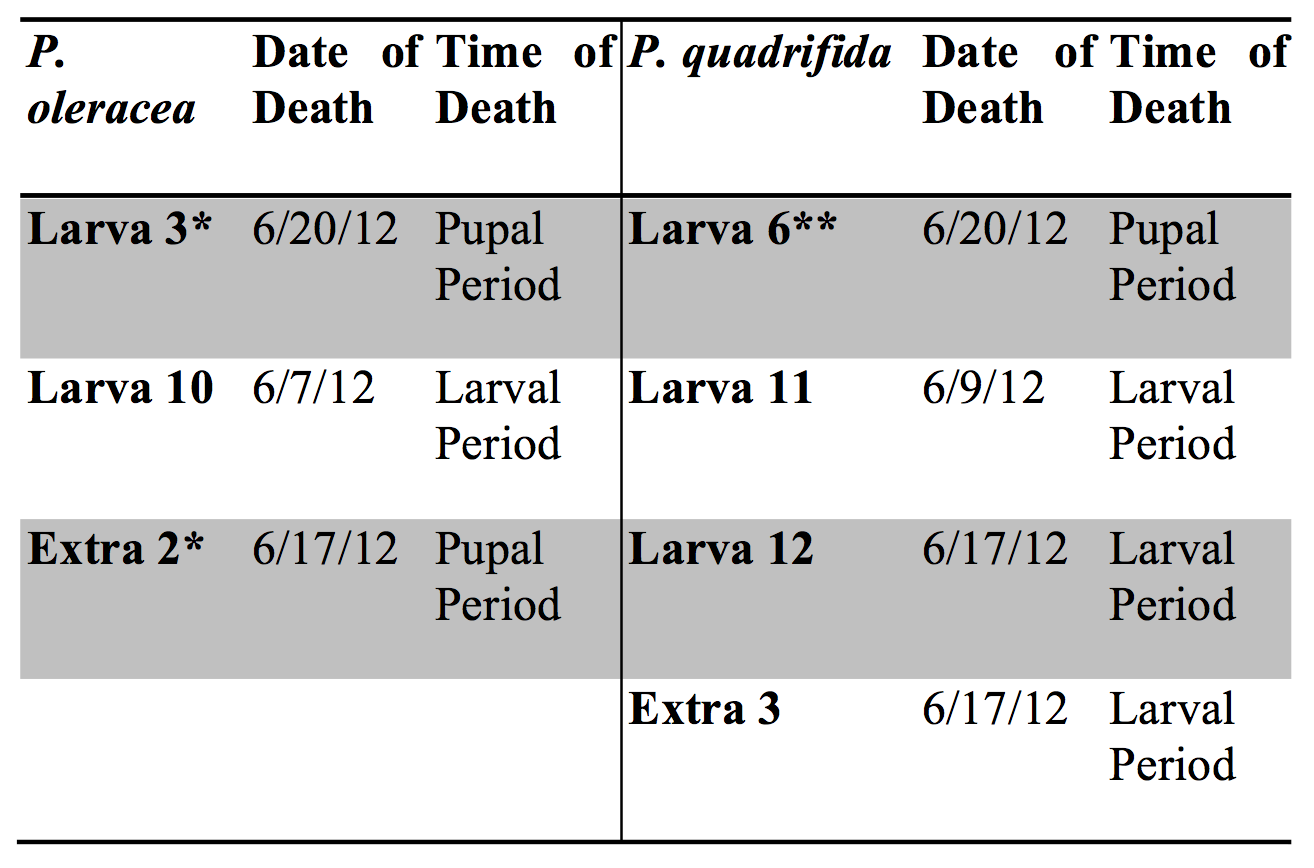 Table 3. Survivorship of individuals reared on Portulaca oleracea versus Portulaca quadrifida. For the P. oleracea population three individuals died (3 and 10 from the experimental group and extra 2 from the non-experimental or back-up group). For the P. quadrifida population four individuals died (6, 11, and 12 from the experimental group and extra 3 from the non-experimental group). Those that died during the pupal period was due to the disturbance with the mouse* or due to human error** as described in the text. Individuals that died during the larval period were considered to determine the survivorship (regarding food type) between the two populations. It was determined that one specimen out of 25 (0.04%) larvae from the P. oleracea population (both experimental and non-experimental) died, while 12% of the specimens from the P. quadrifida group died. There may be a correlation between food type and survivorship; this should be analyzed in future studies.