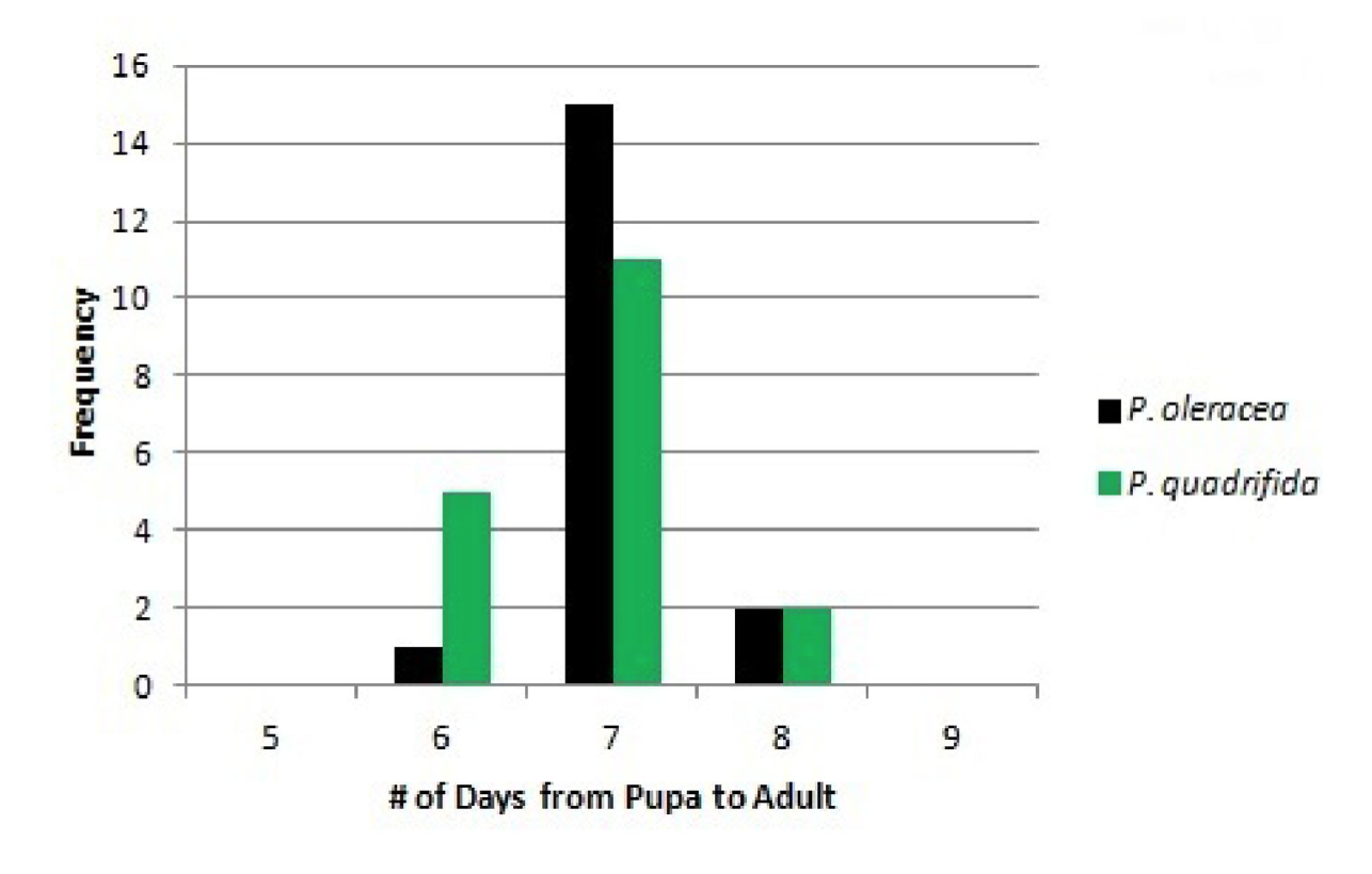 Figure 4: Frequency of Days from Pupa to Adult of Danaid Eggfly larvae fed Portulaca oleracea versus Portulaca quadrifida. The number of days for adults to emerge from pupae for individuals reared on P. oleracea versus P. quadrifida. The range was between 6 and 8 days for adults to emerge from the pupae for both populations reared on P. oleracea and P. quadrifida.