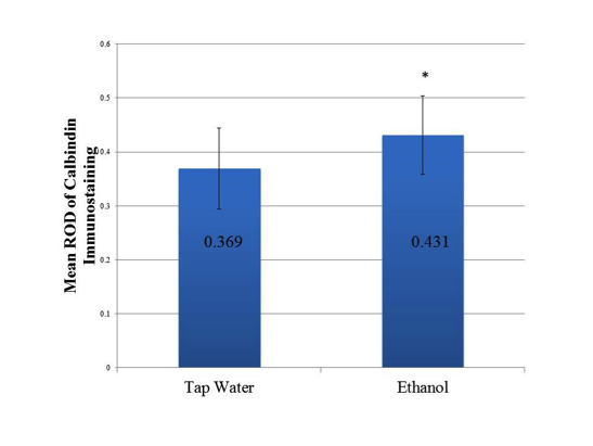 Figure 2: Increased relative optical density (ROD) of calbindin immunostaining in cerebella of P0 mice exposed to ethanol. Graph of mean relative optical density (ROD) of combined calbindin immunostained samples of P0 mouse cerebella prenatally administered tap water and ethanol. The ImageJ software program quantifies the light intensity of pixels along a continuum from 0 to 1. Darker pixels are represented by lower values with 0 representing the darkest intensity. The ROD of each grid square was calculated using the values extracted from ImageJ. The intensity of the calbindin immunostaining was determined based on the assumption that the darker the intensity of the stain, the greater the calbindin protein expression. A non-directional Mann-Whitney U test indicated that ethanol exposed mice had a significantly higher mean ROD of calbindin immunostaining (mean=0.431, sample size (n)=32 grid squares containing calbindin immunostained Purkinje cells) than controls (mean=0.369, (n)=24 grid squares containing calbindin immunostained Purkinje cells; p-value=.0083). Error bars indicate standard deviation. *Indicates statistical significance.