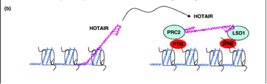 Figure 3: Mechanism of breast cancer metastasis by HOTAIR. The PRC2 complex contains the subunits EZH2, SUZ12, EED associate with lincRNA HOTAIR and form a bridge with LSD1, CoREST, and REST inducing methylation and heterochromatin formation. This inhibits the transcription of the metastasis suppressor genes, PCDH10, PCDHB5, and JAM2, allowing metastasis to ensue. (Croce, 2010)