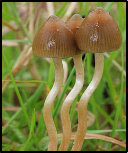 Figure 1. Psilocybe.