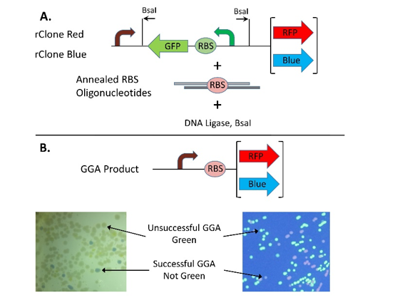 Figure 2. rClone Red and rClone Blue allow RBSs to be cloned into a reporter gene expression cassette. A. BsaI and DNA ligase enable cloning of RBSs via GGA. B. Photographs show typical colony colors after GGA with rClone Red (right) or rClone Blue (left). RBS = ribosome binding site; GGA = Golden Gate assembly.