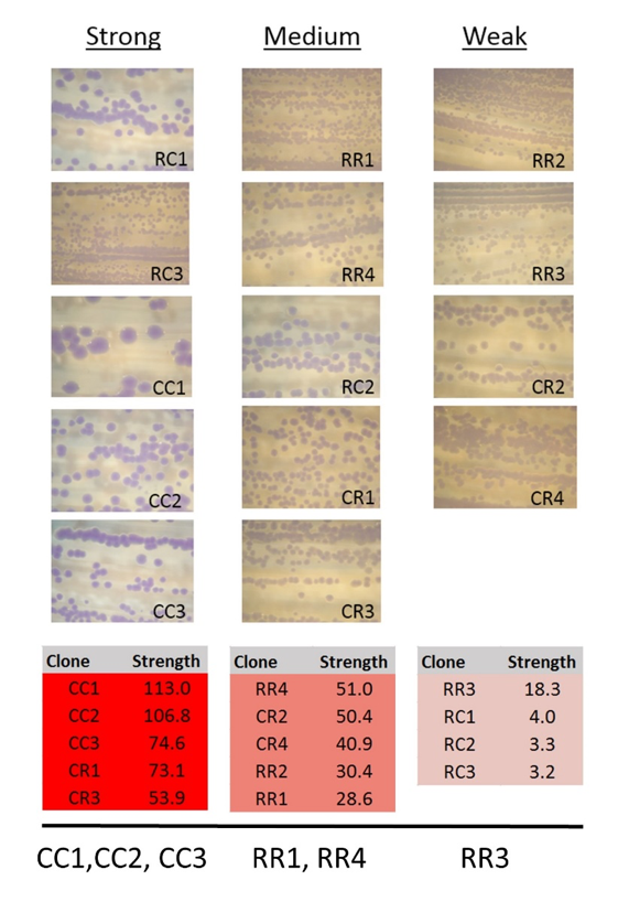 Figure 9. Comparison of consensus sequence validating sequences in rClone Blue (top) and rClone Red (bottom). Clones listed at the bottom are the consensus validating sequences that are shared between rClone Red and rClone Blue.