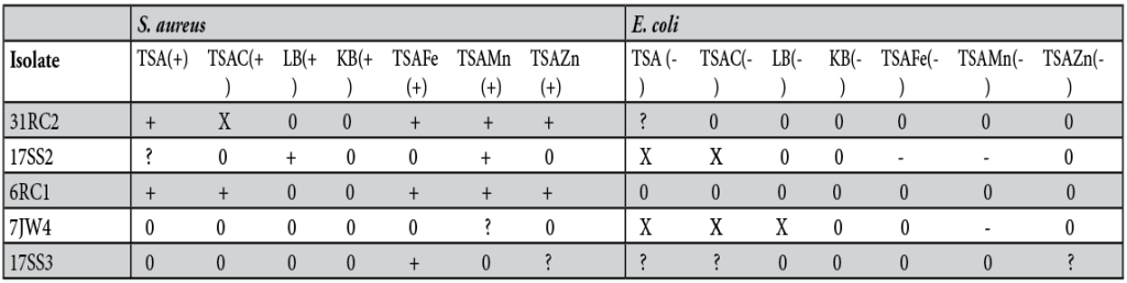 Table 1. Inhibition of E. coli and S. aureus by isolates. + indicates inhibition of Gram-positive, - indicates inhibition of Gram-negative, a blank space indicates there was no inhibition, ? indicates the results were not conclusive, and X indicates the isolate did not grow.