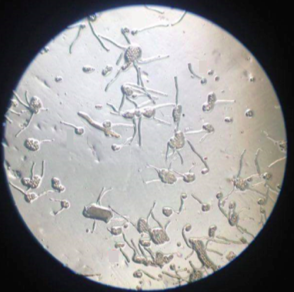 Figure 5. Pollen germination on sucrose.