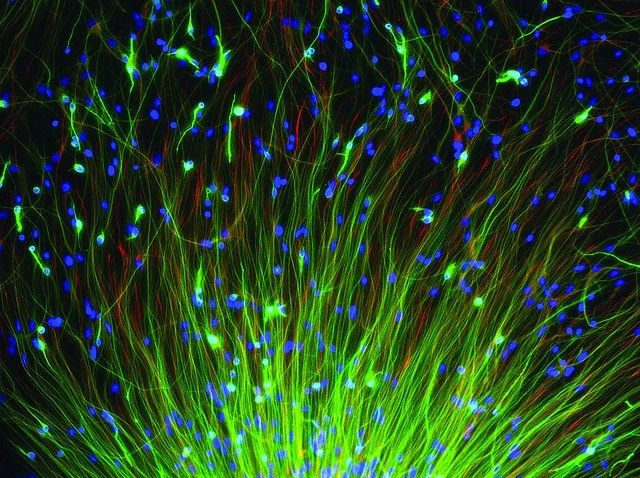 Scientists Hit Reset Button on Human Cells