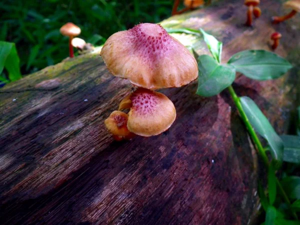 mushroom-e1332822523833.jpg