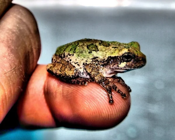 Tiny Frogs May Mean Big News for Vertebrate Evolution