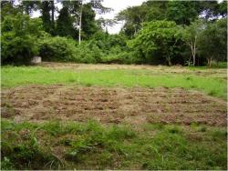 Figure 1: Field site at the University of Cape Coast near the botanical gardens. The image depicts the three blocks of beds where seedlings were planted and treatments applied.