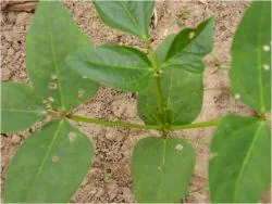 Figure 3: Vigna unguiculata (cowpea) seedling with insect pest damage.