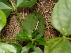Figure 4: Zonocerus variegatus (variegated grasshopper) feeding on a cowpea seedling.