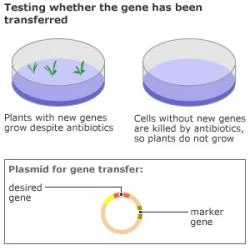 Figure 2. Antibiotic-resistance marker genes. A gene that will confer antibiotic resistance to the plant is included in the same vector containing the gene which will give the plant its new, desired characteristic. If the plant exhibits antibiotic resistance, it can be deduced that the plant will also exhibit the new characteristic. (Source: BBC News)