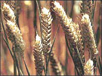 Figure 5. Wheat blows in the wind. The visual similarities between modified and non-modified crops make it impossible for the consumer to detect any modifications without seeing a label that describes the food as modified. Consumer trust is simply one of many facets to the controversy surrounding genetically modified food and the labels that might accompany such food.