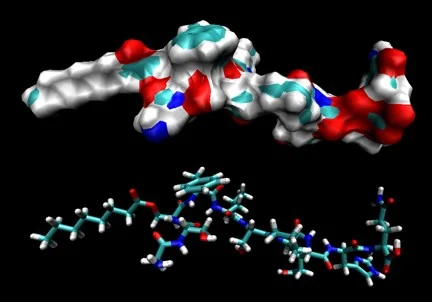 Above: The first ten amino acids of ghrelin.
