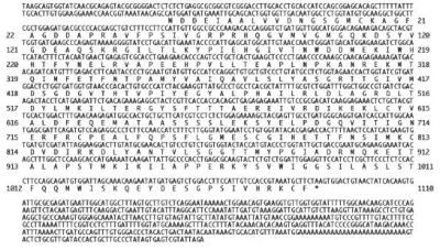 Table 1. ACTB Primer and PCR condition details. UPM, universal primer mix, NUP, nested universal primer (SMART RACE, Clontech)