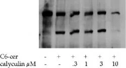 Figure 3: Inhibition of PARP proteolysis by calyculin