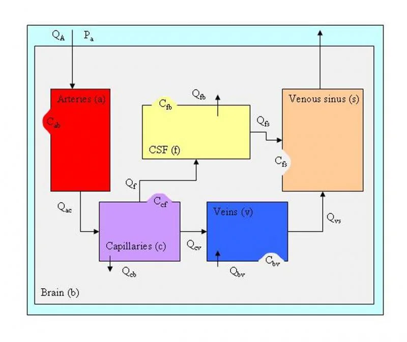 Figure 2. Compartmental model based on previous work.