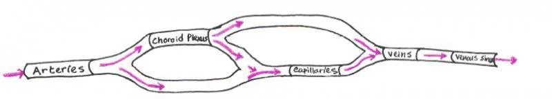 Figure 6. Network Model Blood compartments.