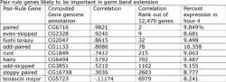 Table 1. Certain Pair-rule genes likely to be important in germ band extension.