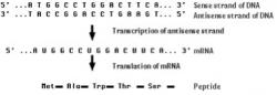 Figure 4. Regular Transcription and Translation.