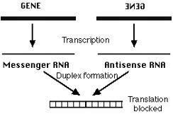 Figure 5. Antisense RNA Mechanism.