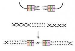 Figure 9. Mechanism of integration.