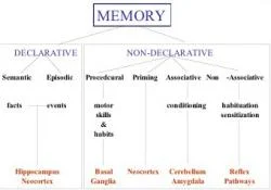 Figure 2. The various forms of memory. Image Courtesy: J.P. Card of University of Pittsburgh.