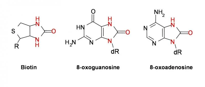 Figure 1. Structures of biotin, and oxidation products formed upon reaction of 1O2 with guanosine and adenosine. Highlighted atoms define the common ureido functionality required for avidin binding.
