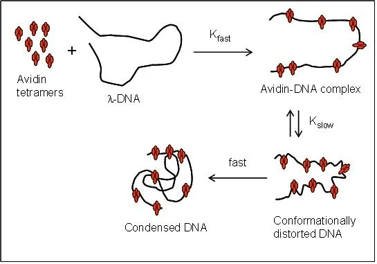 Figure 7. Proposed kinetic model of avidin-DNA complex formation based on fluorescence polarization and time-dependent fluorescence quenching data. The first-order rate constant kfast corresponds to initial electrostatic binding and recognition of accessible bases. The second rate constant, and kslow corresponds to avidin-induced alterations in DNA structure and conformation, respectively. The formation of condensed DNA is associated with a sudden decrease in polarization because of depolarizing light scattering which is observed at time = TmaxP (See Figures 2 and 3).