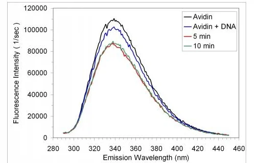 Figure 4. Steady emission spectrum of avidin trpytophan fluorescence as a function of time in the absence and presence of damaged, native DNA. Data were collected at 23C, in the presence of buffer (10 mM sodium phosphate, pH 7.4, 0.1 M NaCl ). Tryptophan florescence was excited at a 275 nm. The concentration of DNA and avidin were approximately 2 pM and 5 nM, respectively. The data shown represent one trial out of two independent trials.