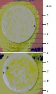 Figure 1. Filter plates on mannitol salts agar yielded growth of small, yellow colonies of Gram-positive, cocci bacteria. (Top: Filter plate on bank note D67708529A, collected from snack cart outside hospital; Bottom: Filter plate on bank note C19248359F, collected from hospital gift shop). Pictures taken with 4.0 megapixel digital camera.