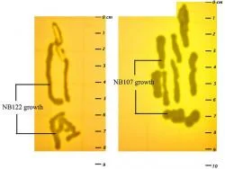 Figure 2. Growth of strains NB107 and NB122 on mannitol salts supplemented with 0.0025 mg vancomycin per ml of mannitol salts solution. Pictures taken with 4.0 mega pixel digital camera.