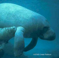 Florida manatee (Trichechus manatus). Source: U.S. Fish and Wildlife Service/Galen Rathbun.