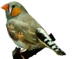 Female zebra finches prefer males with symmetric colorings. Image courtesy of www.finchworld.com/zebra.html