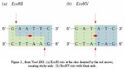 article_484_order_1